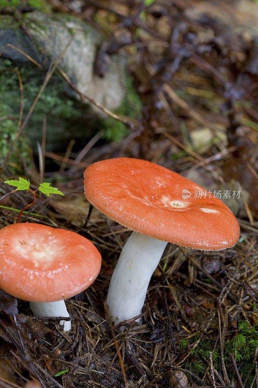 蘑菇 (Russula Sp.)